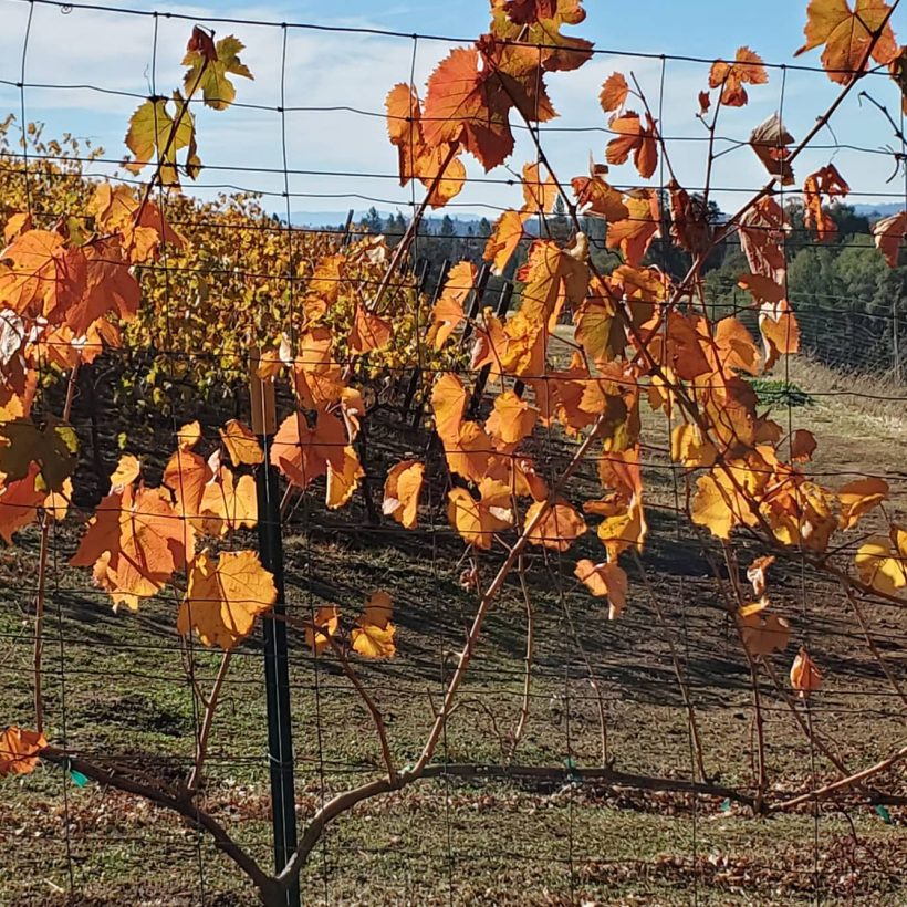 GrapeVines