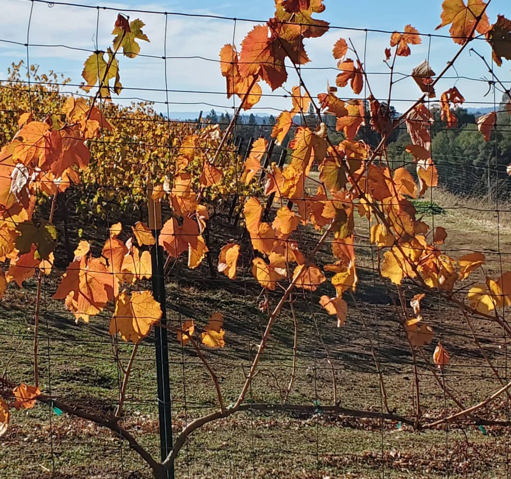 GrapeVines