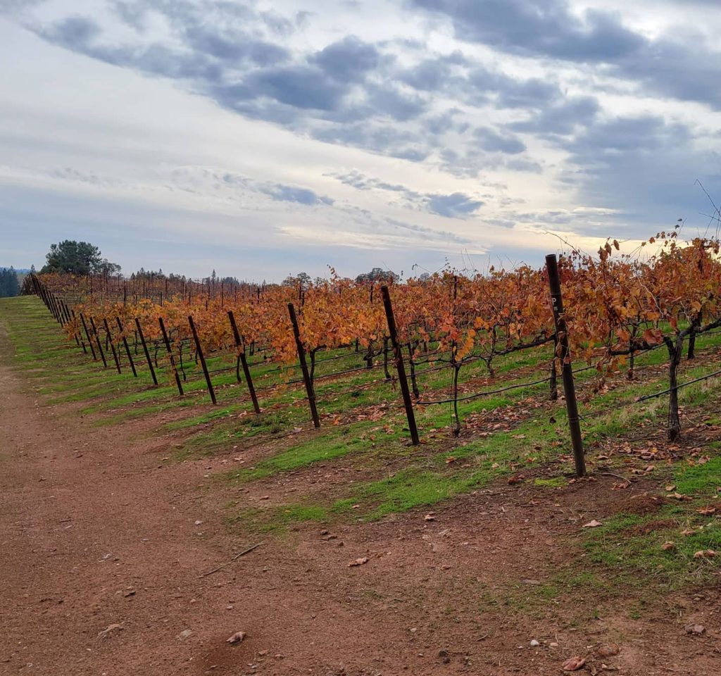 Vineyard (1)